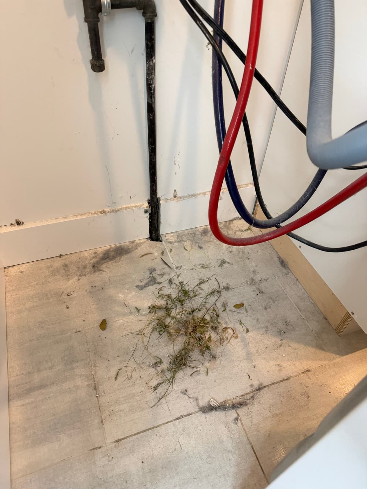 A bird's nest of grass and twigs pulled from a dryer vent line onto the floor behind the washer