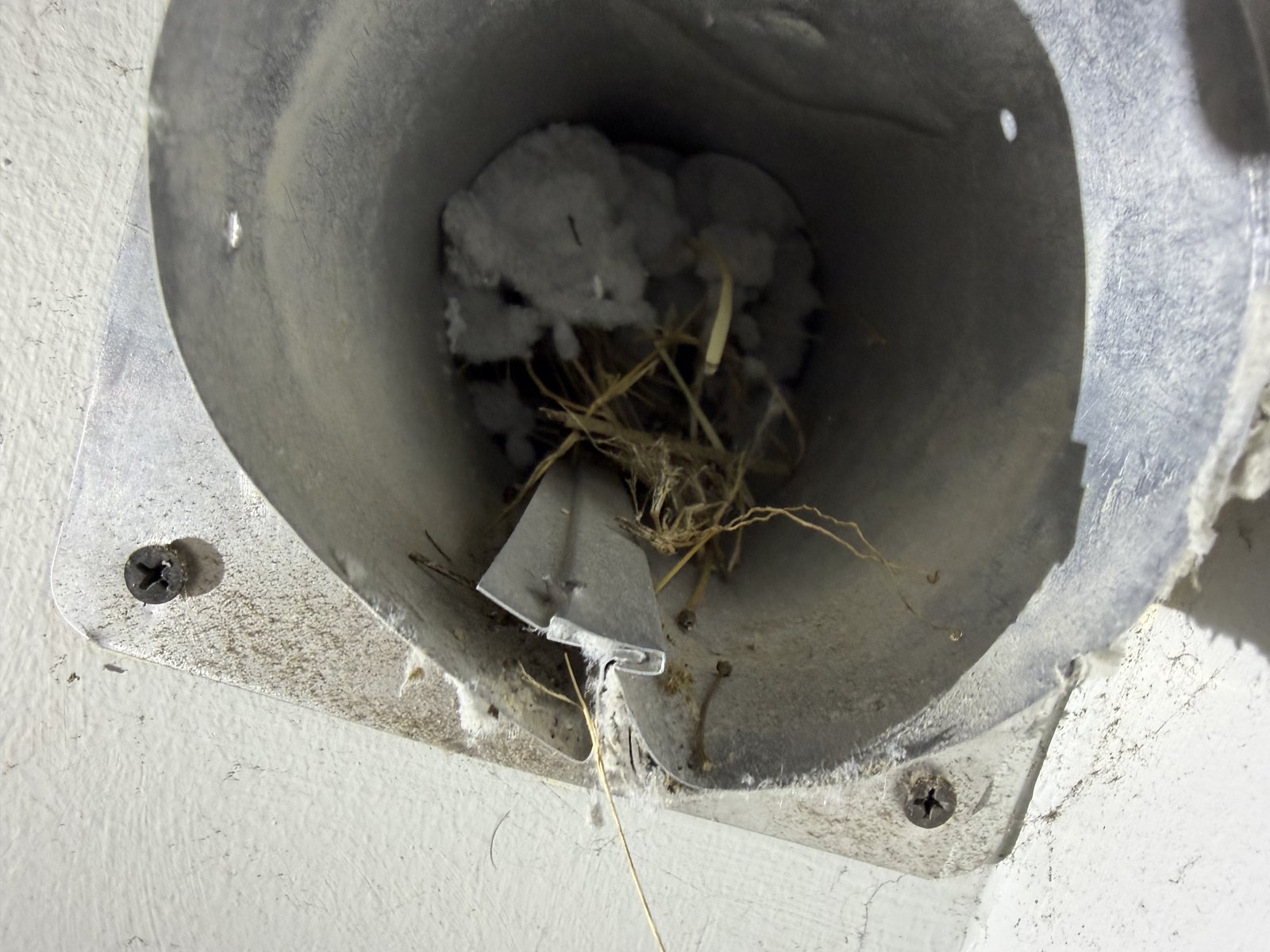 Bird nest of straw and packed lint blocking a dryer vent inside an exterior wall cap